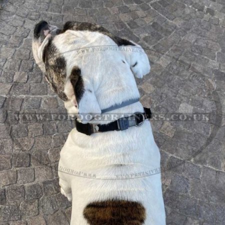 Curogan Dog Collar with Lock, Neck Tech Dog Collar Herm Sprenger