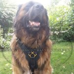 Large Leather Dog Harness UK Bestseller K9 Padded_1