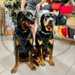 Light & Strong Padded Nylon Dog Harness with Handle XS-XL Sizes_14