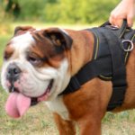English Bulldog Harness for Sale | Nylon Dog Harness for Bulldog