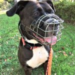 Wire Dog Muzzle UK Bestseller | Pitbull Muzzles UK_1
