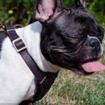French Bulldog Harness Studded | Small Dog Harness with Studs