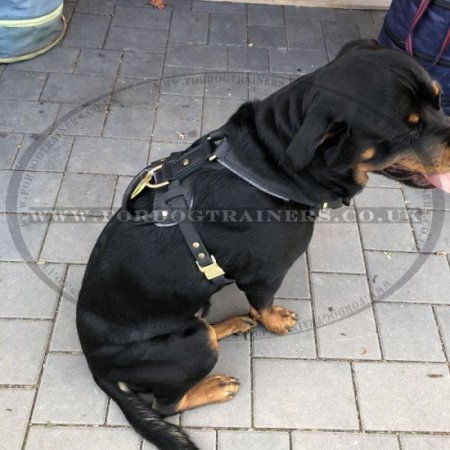 Dog Harness for Rottweiler Training, Agitation and Attack