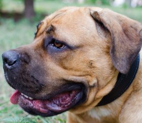Soft Padded Cane Corso Leather Dog Collar with Fleece Lining