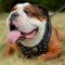 English Bulldog Harness | Studded Harness for Bulldog