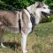 Spiked Dog Harness for Husky | Husky Harness for Sale NEW