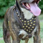 American Staffordshire Terrier Dog Harness with Studded Design