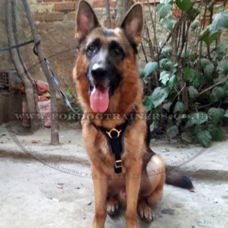 Dog Harness Real Leather with Soft Padded Chest XL ONLY!