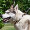 NEW Fashion Dog Collars for Alaskan Husky