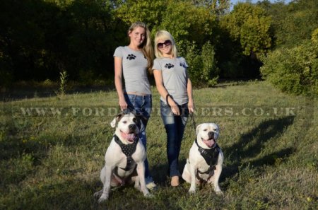 American Bulldog Harness with Luxury Spiked Design