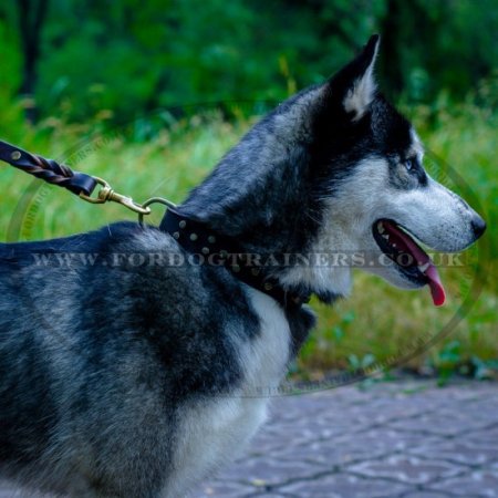 Siberian Husky Dog Collar with Brass Buckle and Studs