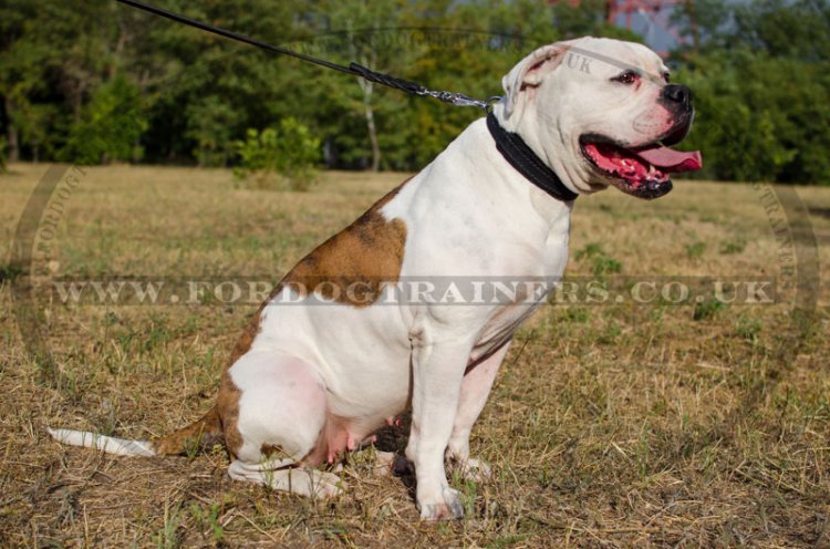 Durable Leather Dog Collar For American Bulldog