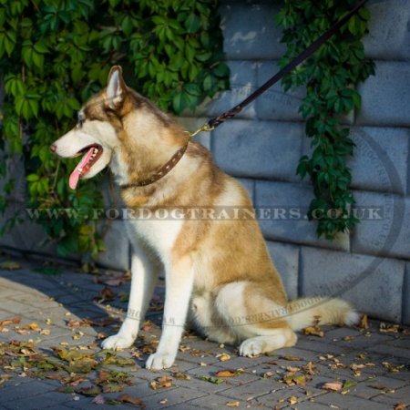 Husky Collar UK New Design | Studded Leather Dog Collar