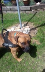 K9 Dog Harness No Pull Front Clip to Stop Dog Pulling on Lead_5