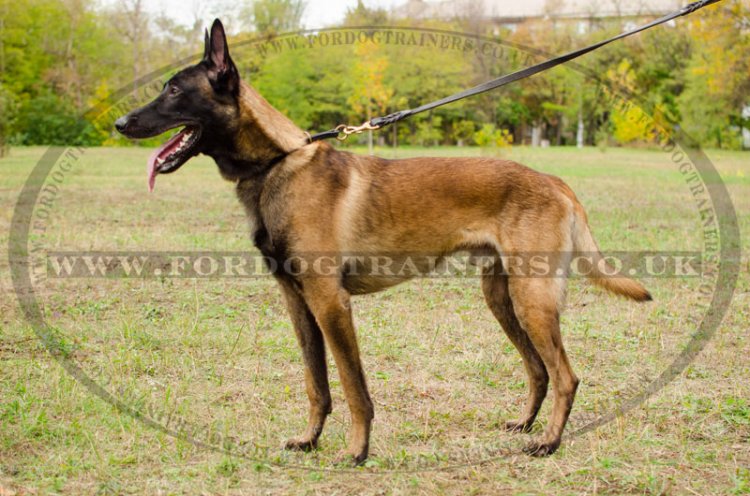 Soft Leather Half Choker Dog Collar for Malinois Shepherd