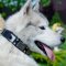 Fashionable Dog Collar for Husky | Husky Dog Collar with Studs