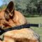 German Shepherd Slip Collar for Dog Training