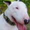 English Bull Terrier Collars with Strong and Elegant Style