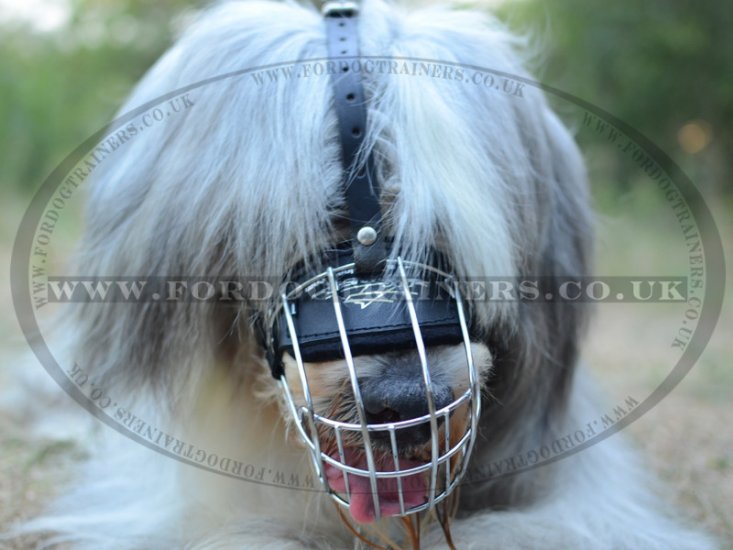 South Russian Shepherd Dog Muzzle that Won't Come Off