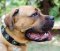 Designer Dog Collar for Mastiff | Large Leather Dog Collar