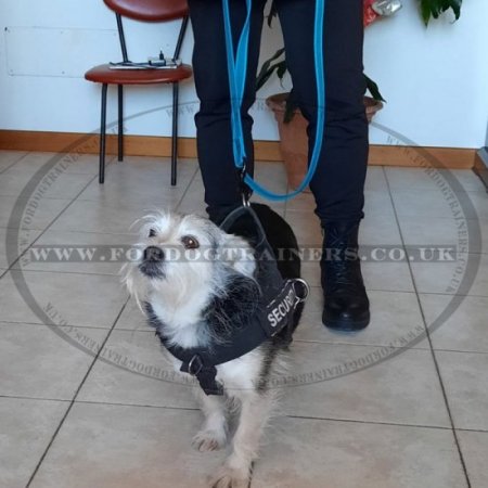 How to stop dog pulling on lead uk outlet