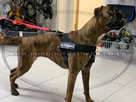 Boxer Harness Nylon UK | Non Pull Dog Harness for Boxer