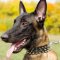 Super Stylish Leather Dogs Collars for Belgian Malinois