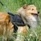 Nylon Dog Harness for Sheltie - Comfort, Reliability & Control