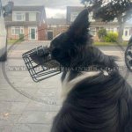 Collie Muzzle with Rubber-Coated Wire for Winter Use_1