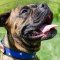 Super Stylish Dog Collars for Boxer Dog Walking