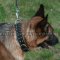 Padded Leather, Soft Touch German Shepherd Spiked Collar