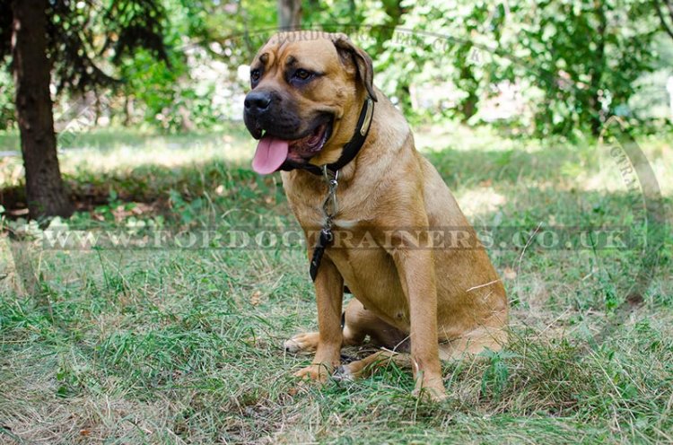 Leather Dog Collar for Cane Corso with ID Metal Plate