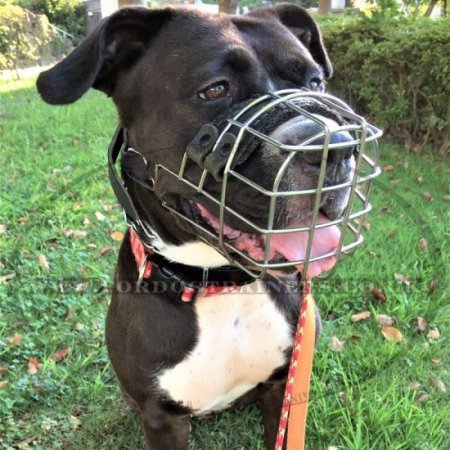 Labrador Retriever Muzzle | Labrador Basket Muzzle Dog Can Drink