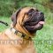 Smart and Strong Bullmastiff Dog Collar for Big Dogs