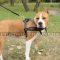 Padded Leather Dog Harness for Amstaff Training, Tracking, Walking & Sports