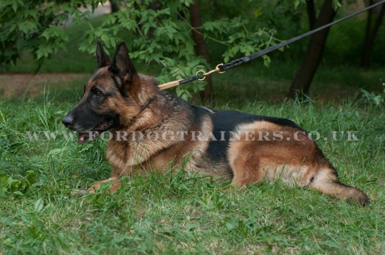 The Best Dog Leash for German Shepherd Made of Leather and Brass