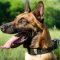 Belgian Shepherd Malinois Dog Collar with Massive Plates