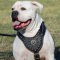 American Bulldog Harness with Studs | Luxury Dog Harness Padded