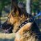 The Best Dog Collar for German Shepherd with Half-Spheres