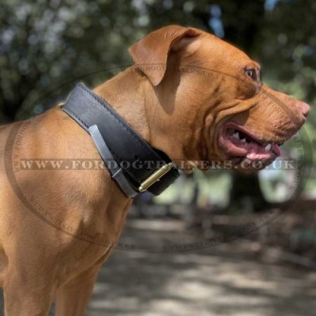 Extra Strong 2 Ply Leather Agitation Dog Collar for Big Dogs