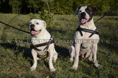 American Bulldog Harness for Tracking/Pulling