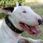 Bull Terrier Collar Royal Design | Padded Collar for Bullterrier