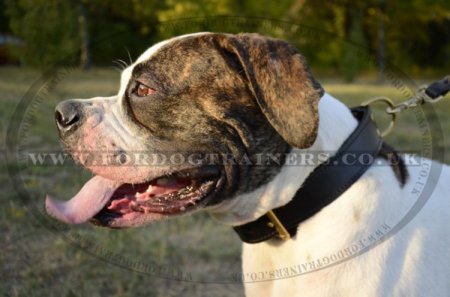 "Double-Layer" Two Ply Leather Dog Collar For American Bulldog 1.8 Width