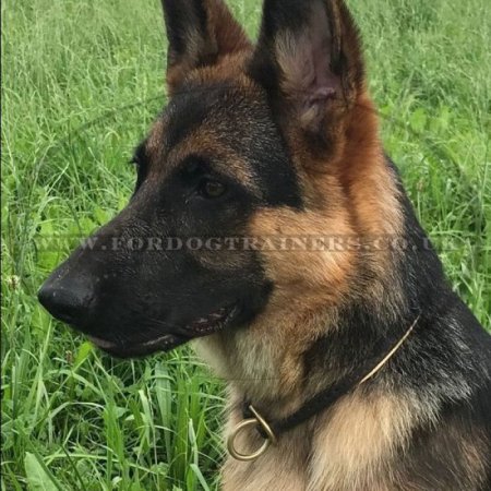 Soft Dog Collar for Husky Training | Husky Training Dog Collar