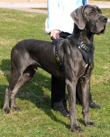 Great Dane Harness for Dogs Training | Strong Dog Harness