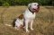"Loving Heart" Exclusive Leather Dog Collar For American Bulldog