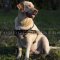 Dog Harness for Labrador | Pulling Dog Harness Soft Padded