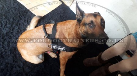 Belgium Shepherd Dog Harness for Training, Weight Pulling