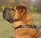 The Best Quality Leather Dog Collar with Brass Studs for Sharpei