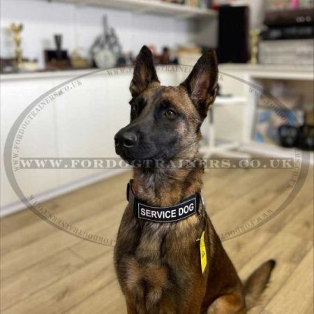 Dog Training Collar K9 with Patches and Quick Release Buckle